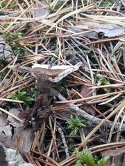 Phellodon tomentosus