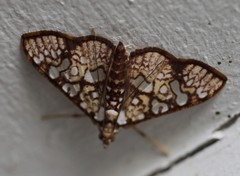 Glyphodes canthusalis