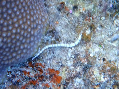 Corythoichthys haematopterus