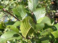Rhamnus fallax