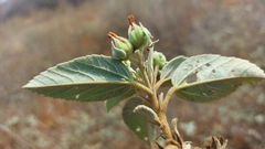 Melhania forbesii