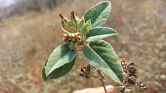 Melhania forbesii