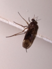 Sylvicola neozelandicus