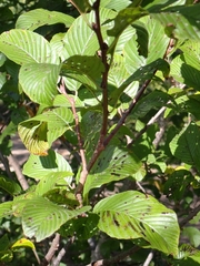 Rhamnus fallax