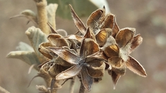 Melhania forbesii