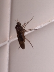 Sylvicola neozelandicus