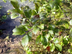 Rhamnus fallax