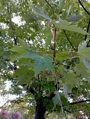 Acer
