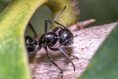 Polyrhachis pilosa