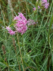 Centranthus angustifolius