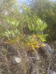 Notobubon galbanum