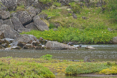 Histrionicus histrionicus