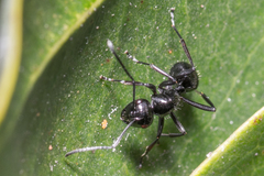 Polyrhachis pilosa