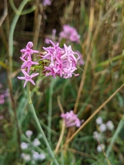 Centranthus angustifolius