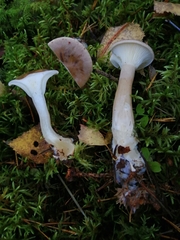 Ampulloclitocybe clavipes