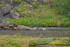 Histrionicus histrionicus