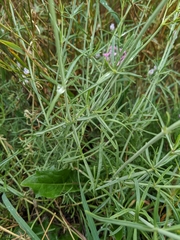 Centranthus angustifolius