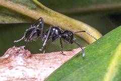 Polyrhachis pilosa