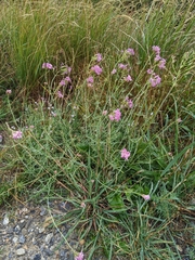Centranthus angustifolius
