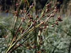 Cladium mariscus