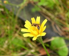 Sphecodogastra