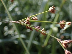 Cladium mariscus