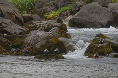 Histrionicus histrionicus