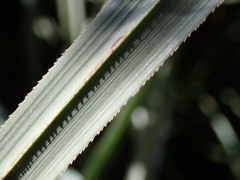 Cladium mariscus
