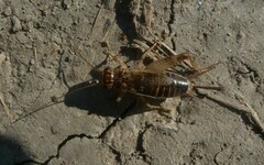 Eumodicogryllus bordigalensis