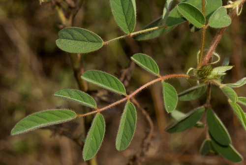 Indigofera astragalina image