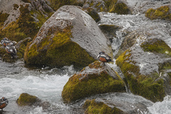 Histrionicus histrionicus