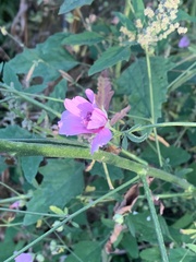 Althaea