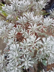 Crossostephium chinense