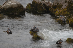 Histrionicus histrionicus