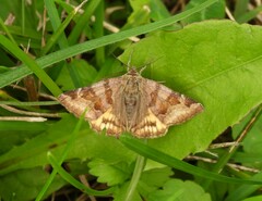 Euclidia glyphica