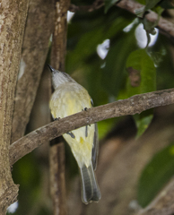 Colluricincla rufogaster