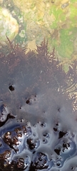 Chondrus crispus