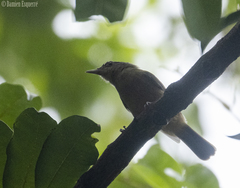 Colluricincla rufogaster