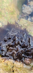 Chondrus crispus