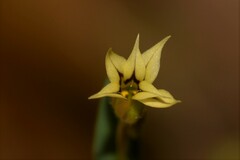 Sisyrinchium rosulatum