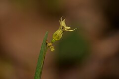 Sisyrinchium rosulatum