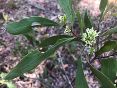 Hakea eriantha