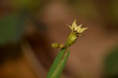 Sisyrinchium rosulatum