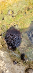 Chondrus crispus