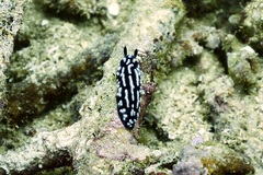 Phyllidiella pustulosa