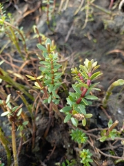 Hippuris tetraphylla