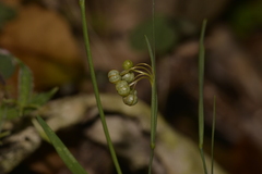 Sisyrinchium rosulatum