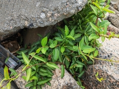Trachelospermum jasminoides