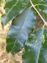 Olea paniculata