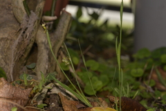 Sisyrinchium rosulatum